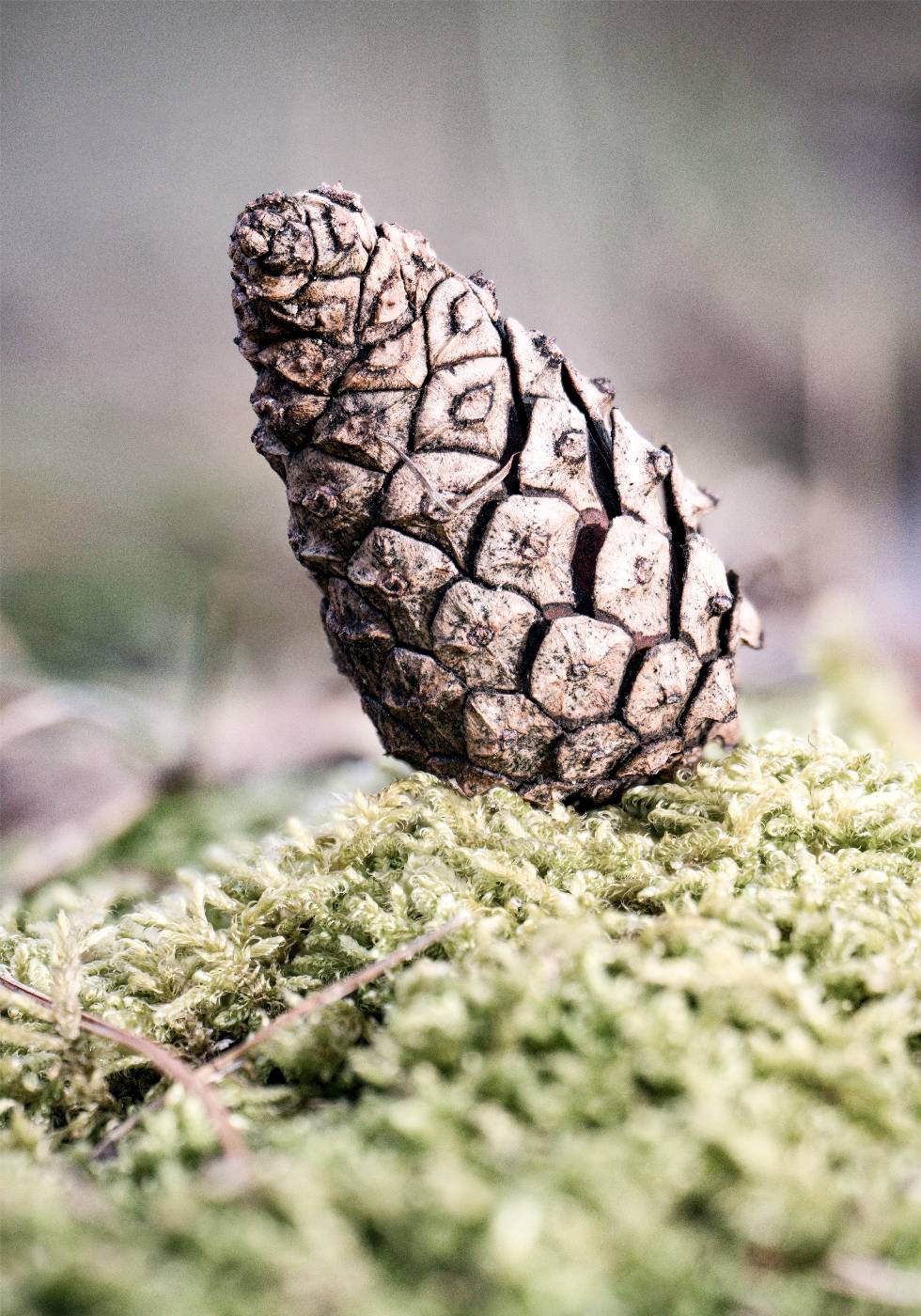 Tannenzapfen Poster - Posterbox.no