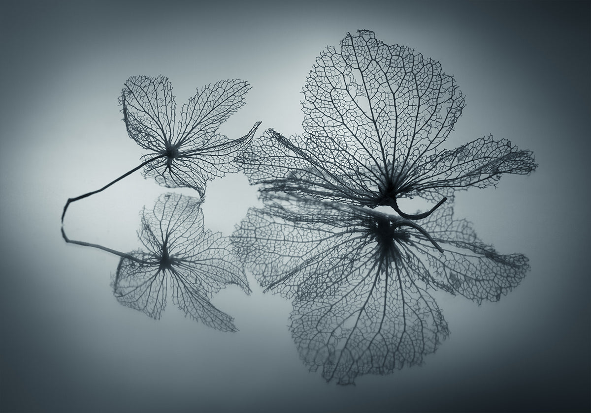 Vergängliche Schönheit