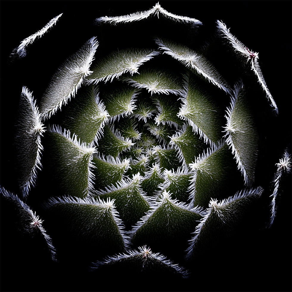 Sempervivum-Rosetten-Poster