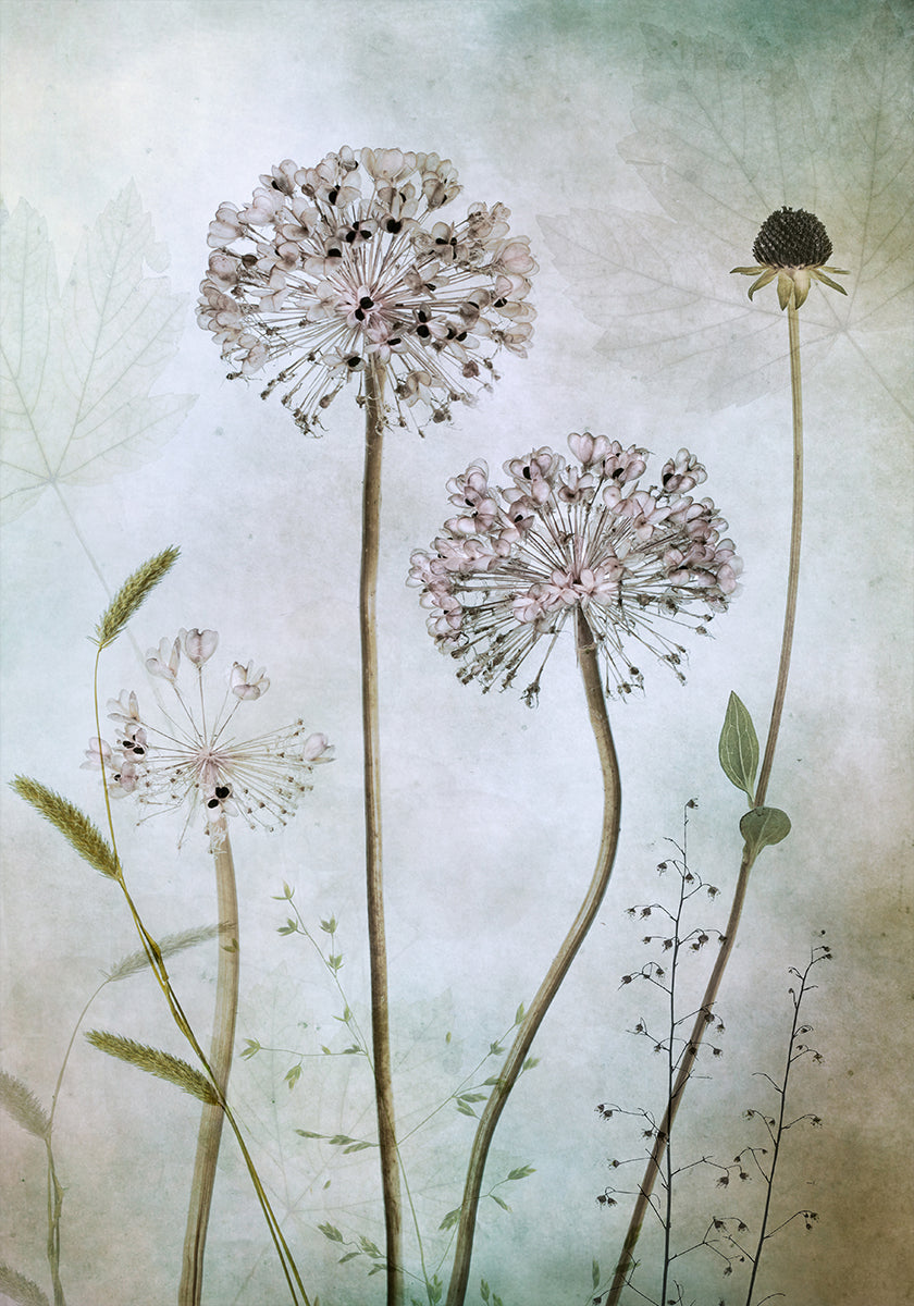 Allium-Poster