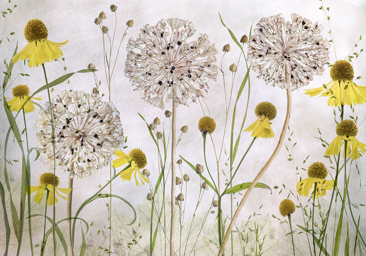 Allium- und Helenium-Poster