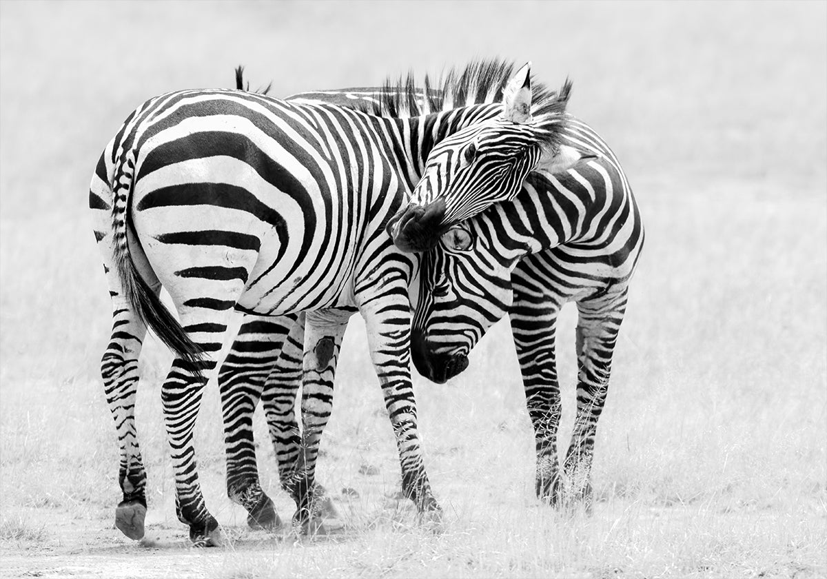 Poster „Zärtlicher Moment“.