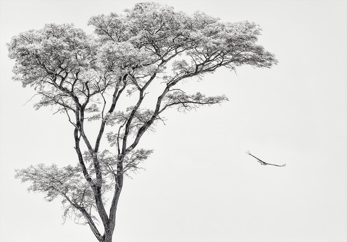 das afrikanische Adlerplakat