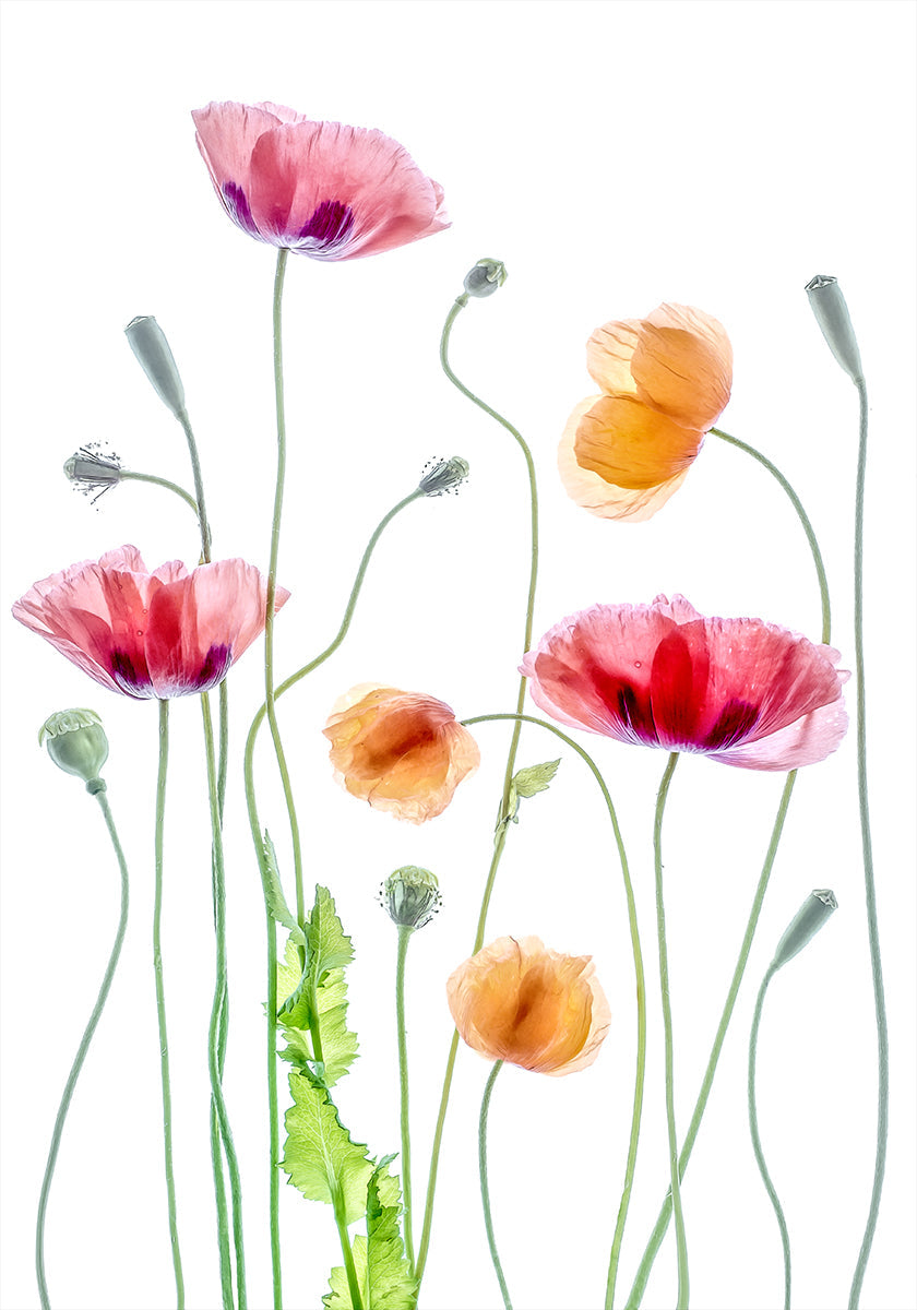 Mohnblumen-Poster
