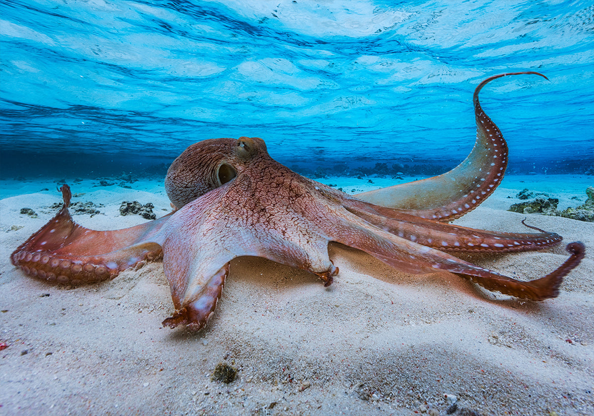 Oktopus