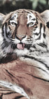 Tiger Poster - Posterbox.no