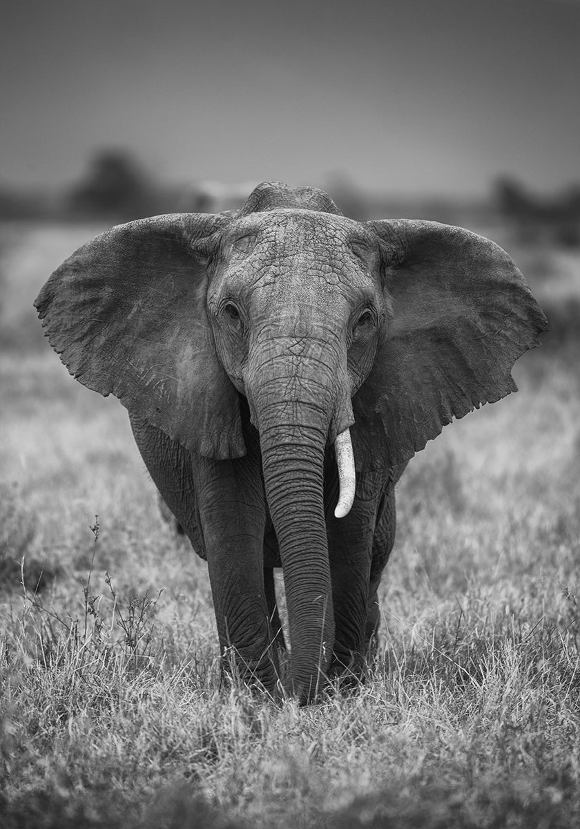 SINGULARITÄT Poster