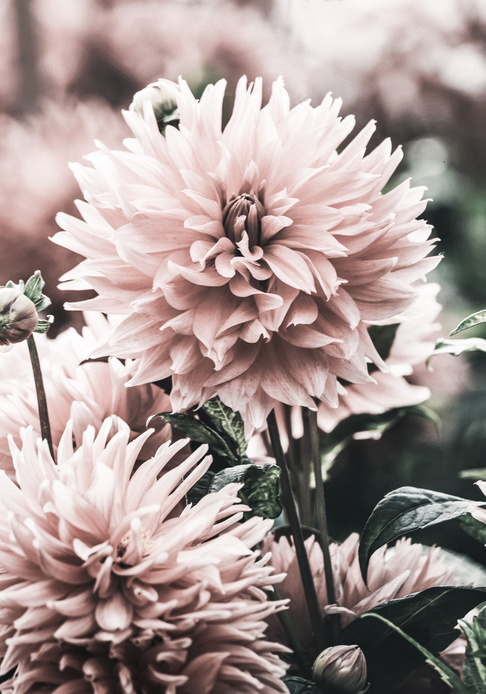 Dahlien-Poster - Posterbox.no