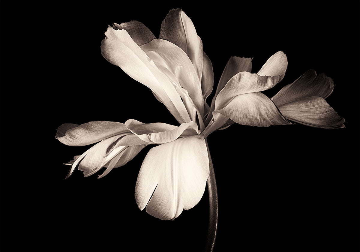 Exotisches Kaiserposter mit Tulpe