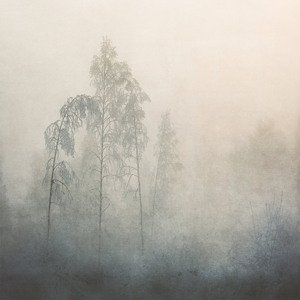 Silent Pines in the Mist-Poster