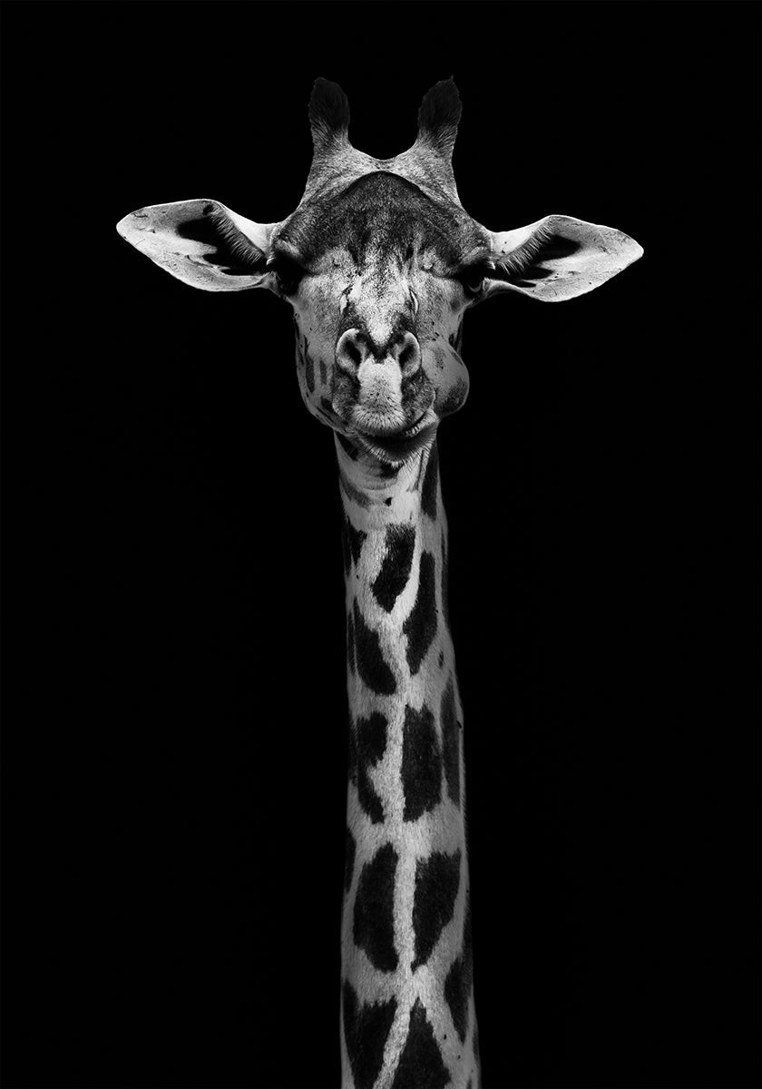 Giraffen-Portrait-Poster