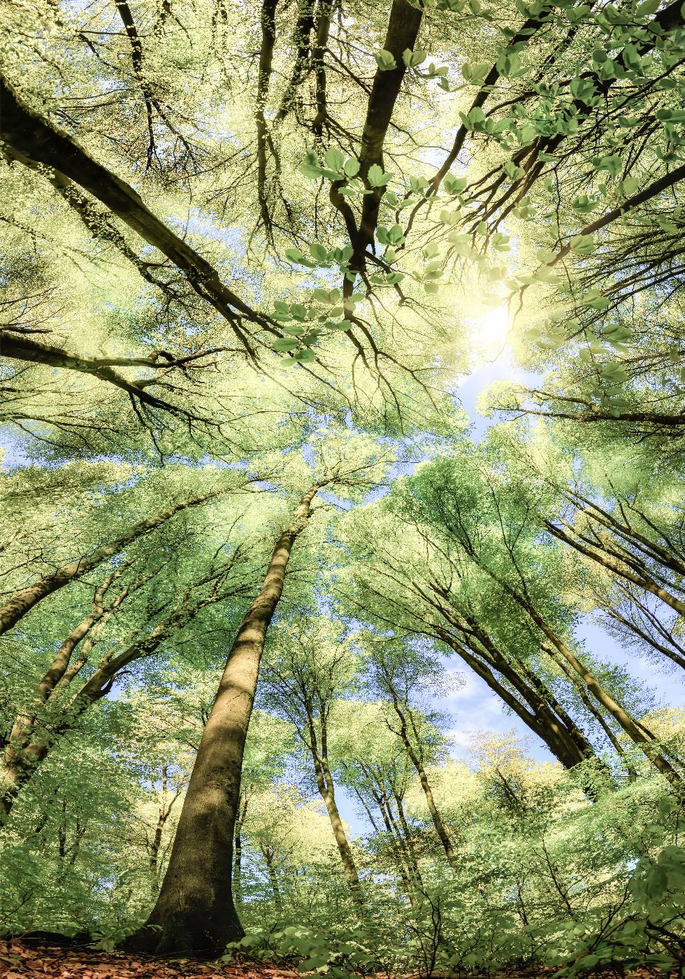 Buchenwald Poster - Posterbox.no