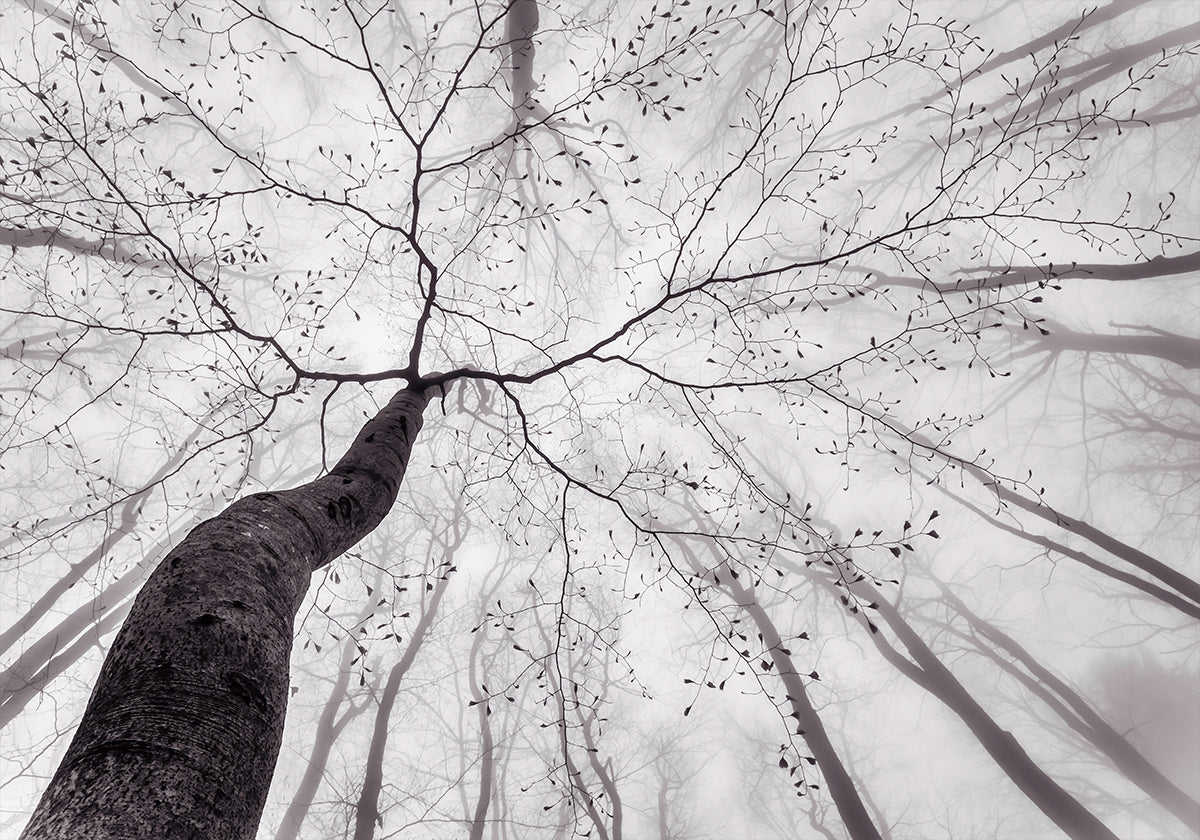 Ein Blick auf die Baumkrone Poster