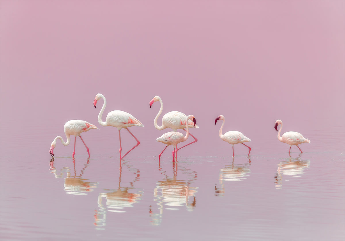 Flamingos-Poster