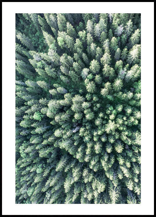 Wald von oben Poster - Posterbox.no