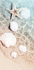Poster mit Seestern und Muscheln - Posterbox.no