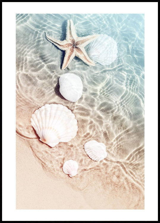 Poster mit Seestern und Muscheln - Posterbox.no
