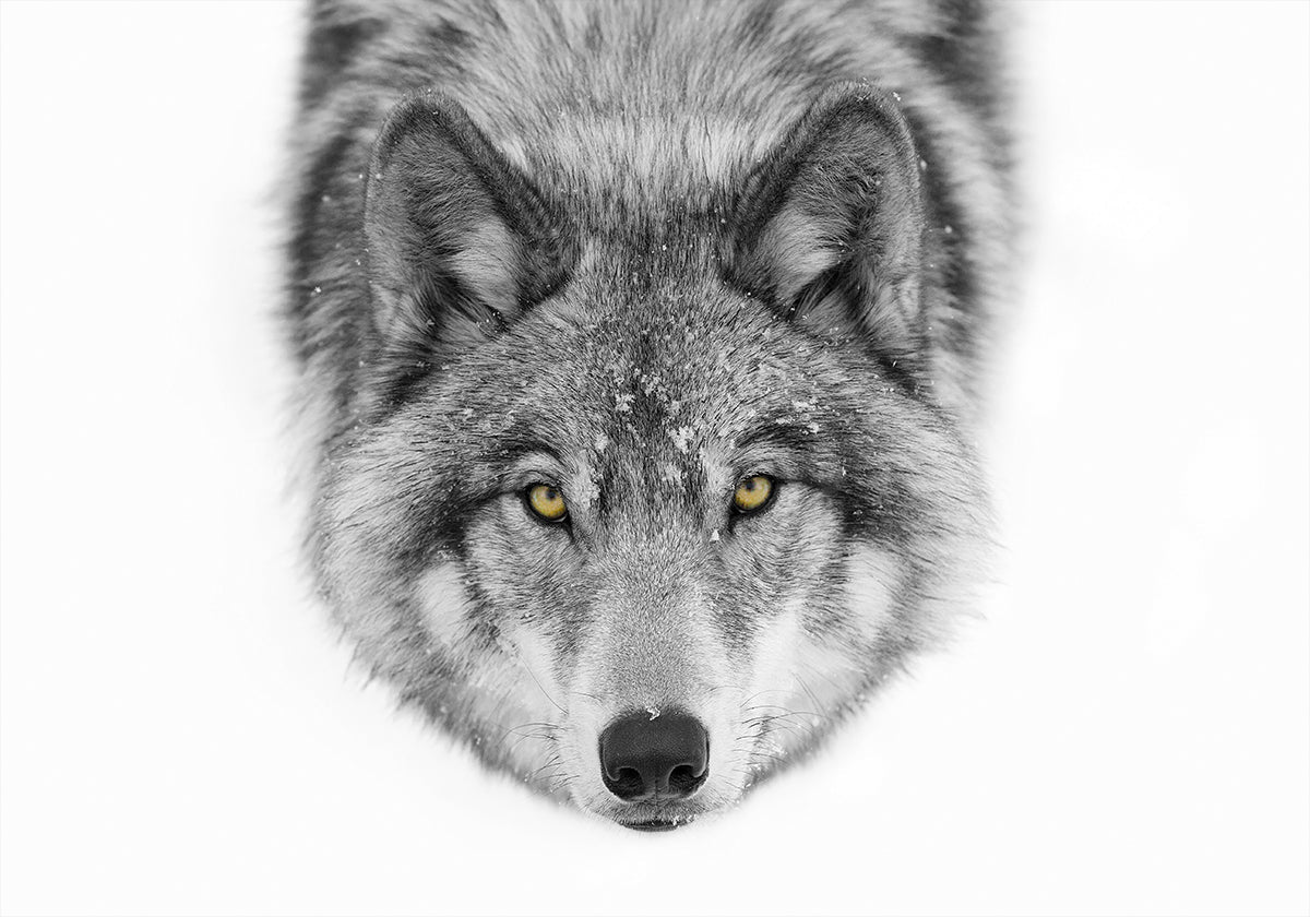 Gelbe Augen - Timberwolf Poster