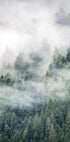 Tree Top Fog Poster - Posterbox.no