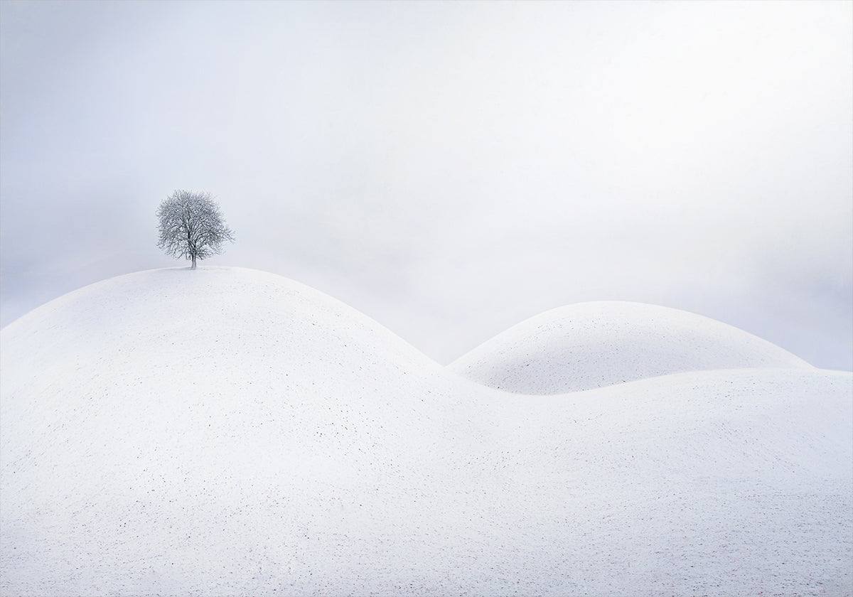 Einsamer Baum auf Winterdünen-Plakat