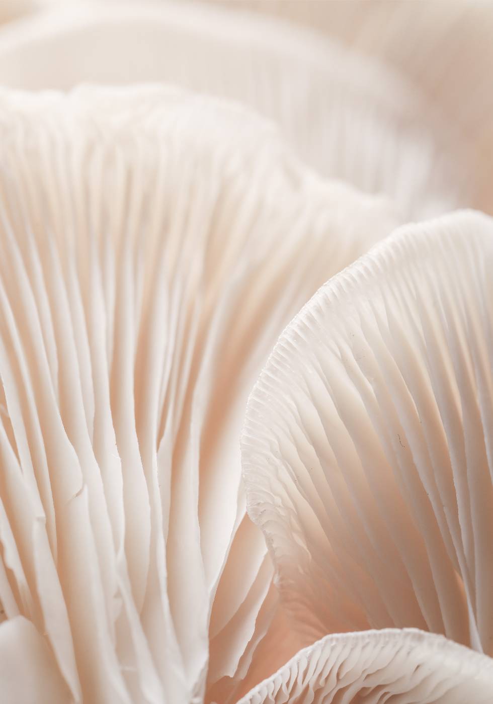 Pilz-Makro-Poster - Posterbox.no