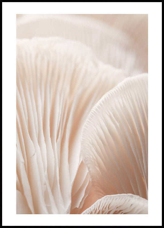 Pilz-Makro-Poster - Posterbox.no