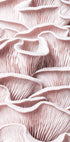 Rosa Austernpilz-Makro-Poster - Posterbox.no