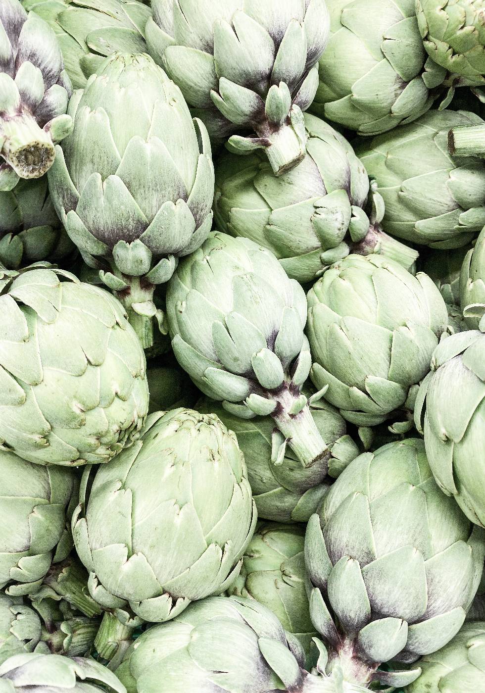 Artischocken Poster - Posterbox.no