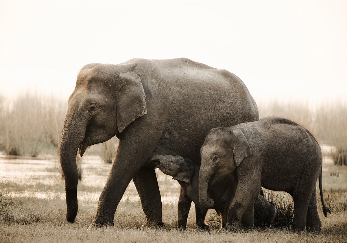 Familienporträt-Poster