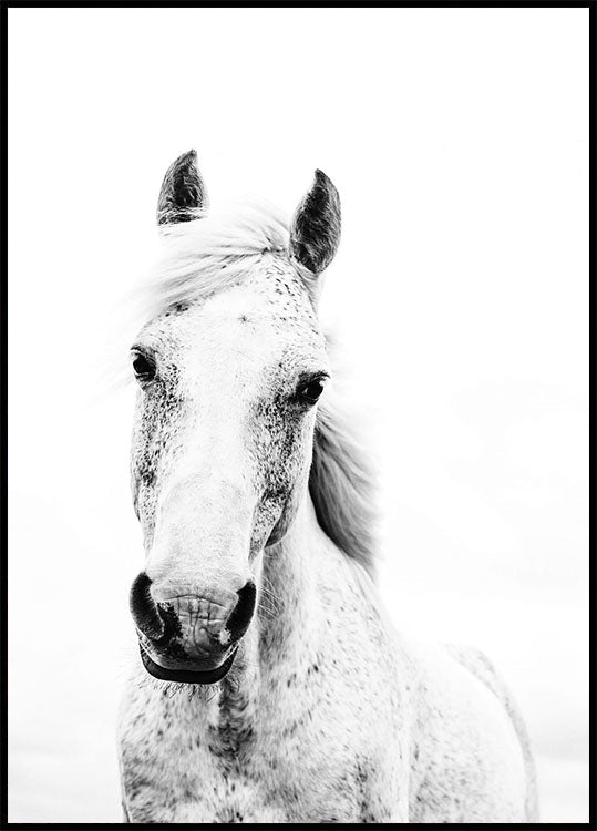 Weißes Pferd Poster - Posterbox.no