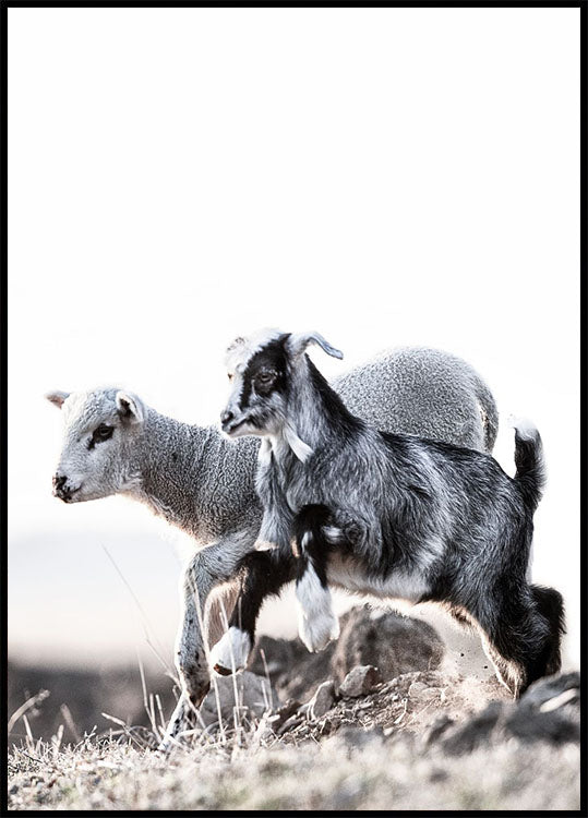 Lamm Poster - Posterbox.no