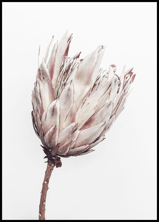 Close Up Dried Flower Poster - Posterbox.no