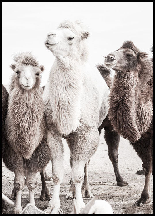 Kamele in der Wüste Poster - Posterbox.no