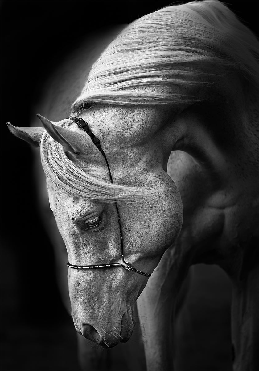 Poster mit weißem Hengst