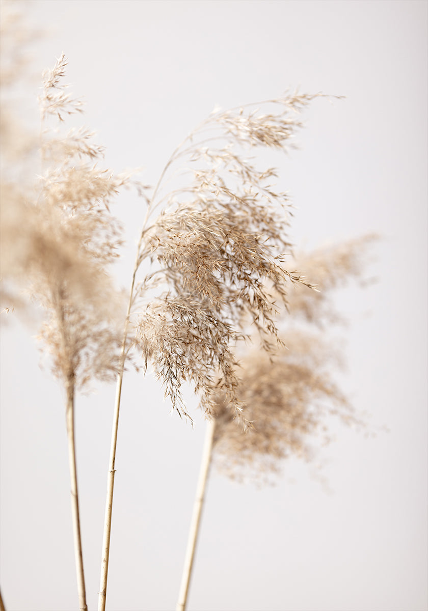 Reed Grass Grey 09 Poster