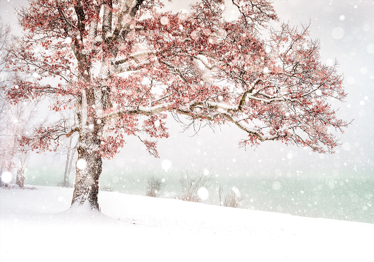 Schnee am See Poster