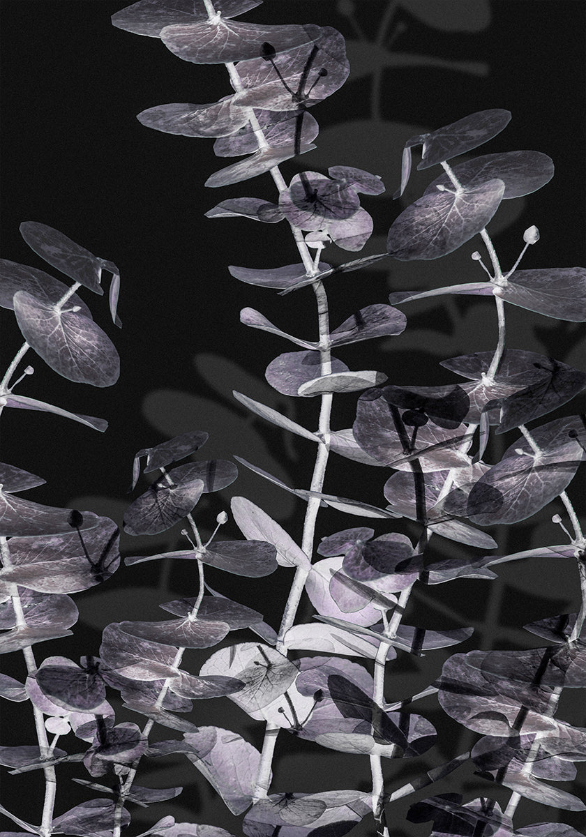 Eukalyptus-Negativ-Nr.2-Poster