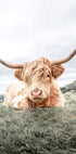 Highland Cow Chilling Poster - Posterbox.dk