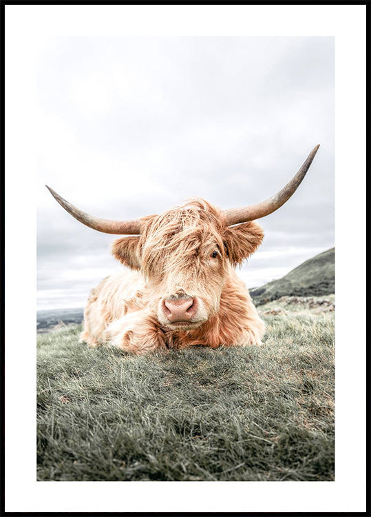 Highland Cow Chilling Poster - Posterbox.dk