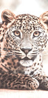 Wildes Leopard-Poster - Posterbox.dk