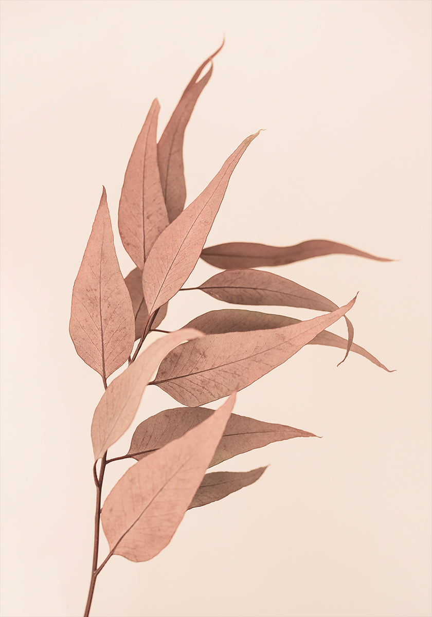 Getrockneter Eukalyptus