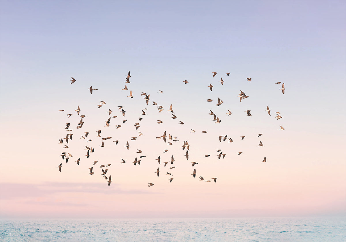 Poster zum Sonnenuntergangsflug