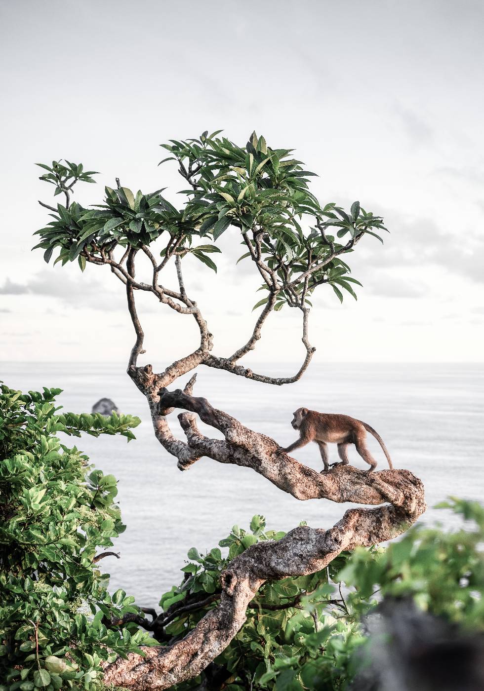 Affe im Baum Poster - Posterbox.dk