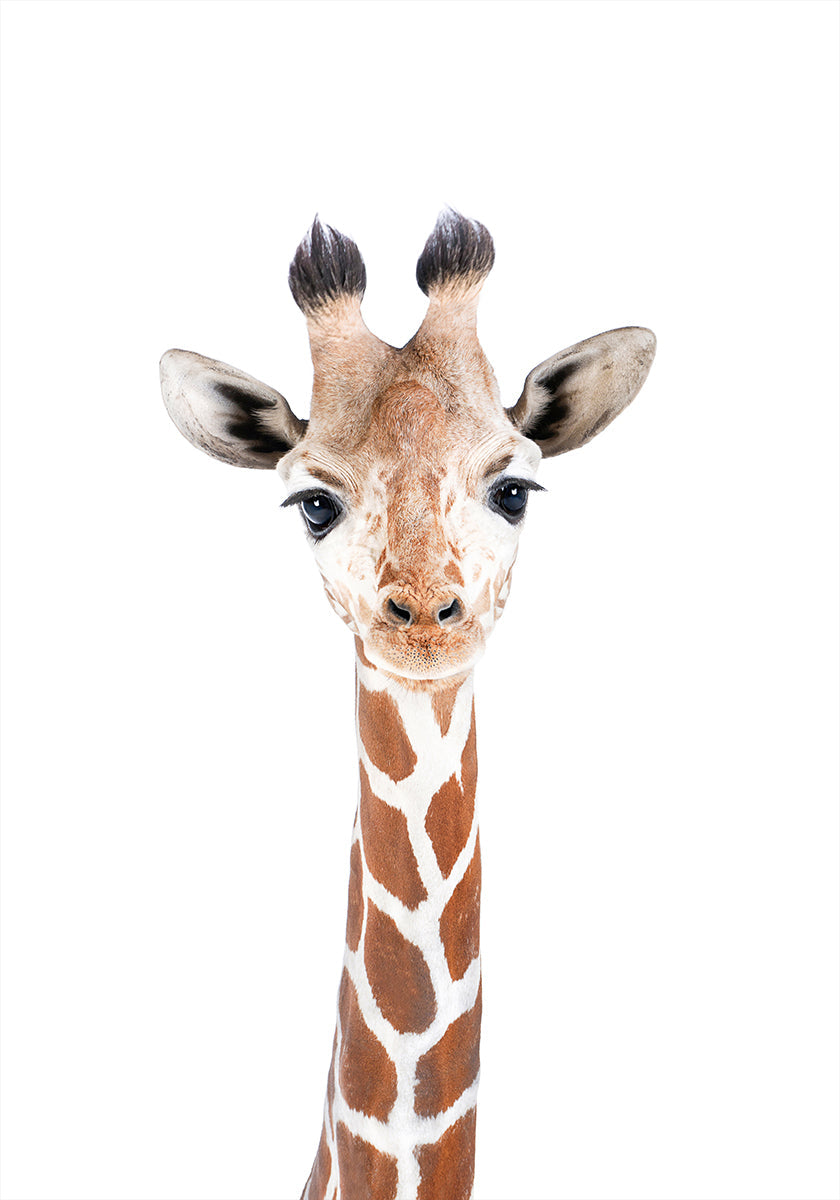 Baby-Giraffe-Poster