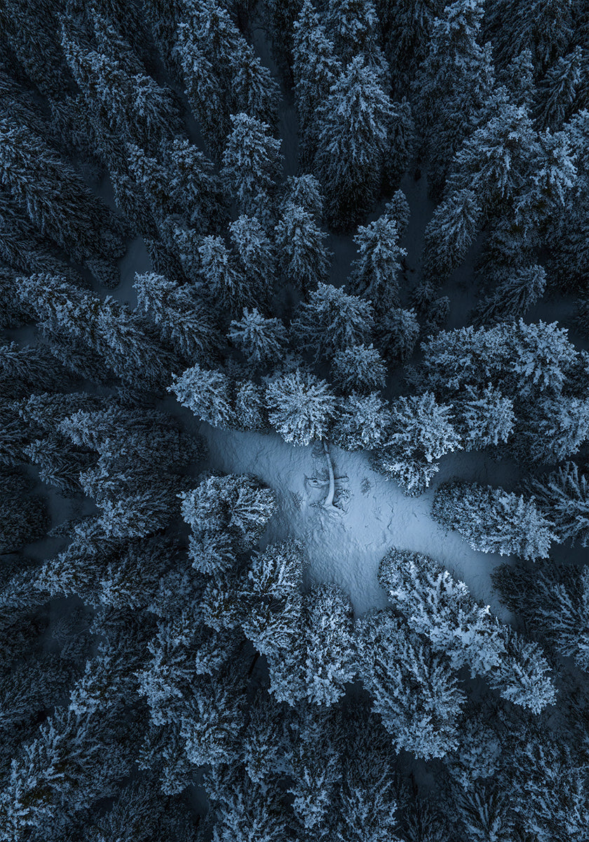 Textur des Waldplakats