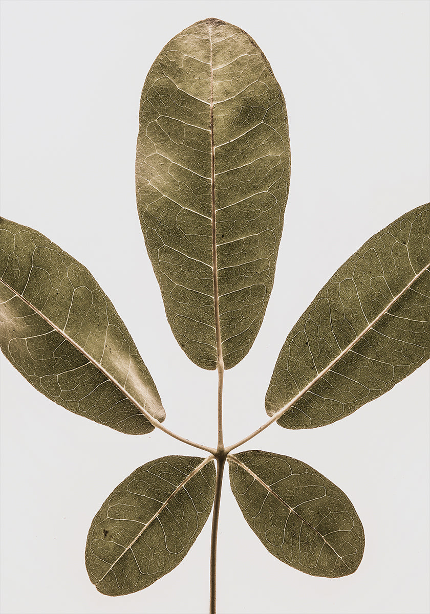 Fünfblättrige Harmonie