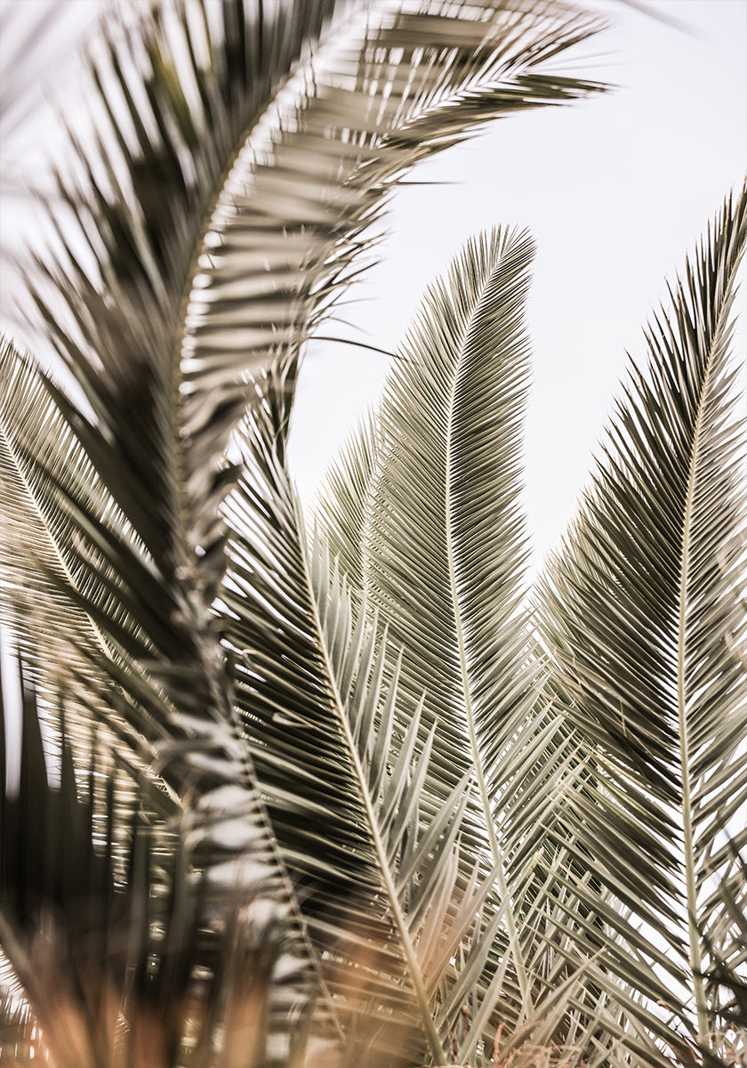 Flüstern der Palmen