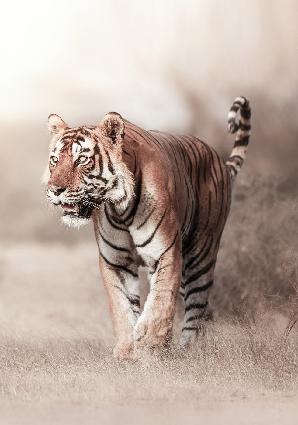 Tiger Walk Poster - Posterbox.no