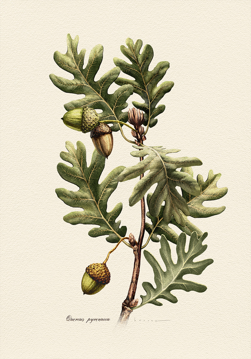Botanik Quercus Pyrenaica Poster