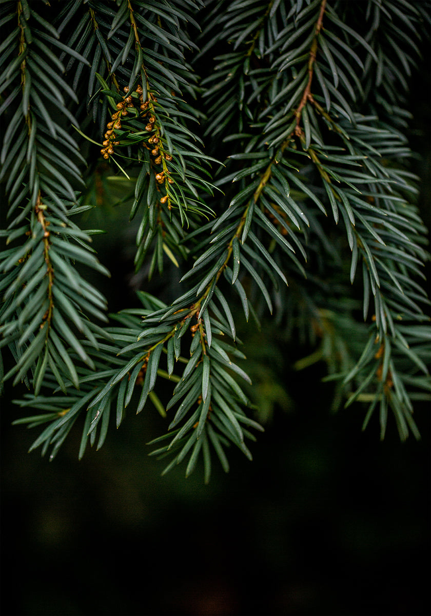 Winterzweige 7 Poster